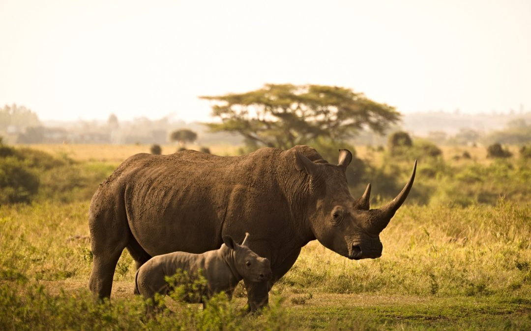 Le rhinocéros